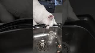 Water cat begs to play with water #cats
