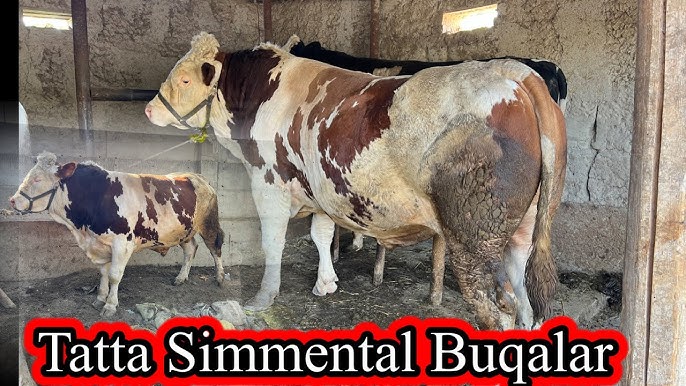 Tariflar bilan ogzaki jinsiy aloqa fotosuratlari Liu bilan porno tomosha qiling