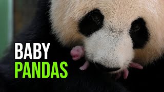 TWO Giant Pandas Born At ZooParc de Beauval Last Night!