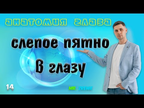 Слепое пятно в глазу | строение глаза