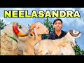 Neelasandra Sheep Market 2025 | Bangalore Sheep Market | Bangalore Goat Market