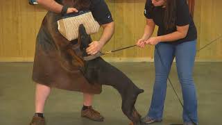 Elite Level Personal Protection Doberman In Development "Midas" 5 Mo's Old  WOW!!!