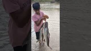 Baru pakai umpan ini!!! Langsung dapat patin moster#shorst #mancing patin liar