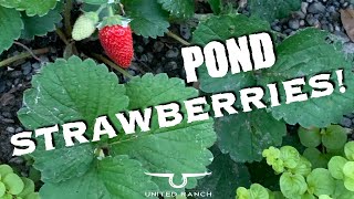 Natural Swimming Pond Bog Filter EDIBLES! (STRAWBERRY Edition)