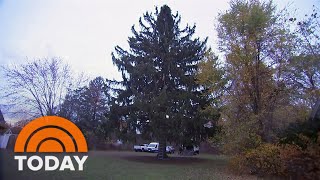 Get A First Look At The 2022 Rockefeller Center Christmas Tree