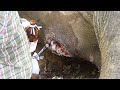 A gross Abscess popped from elephant&#39;s belly, wildlife officials were there to save