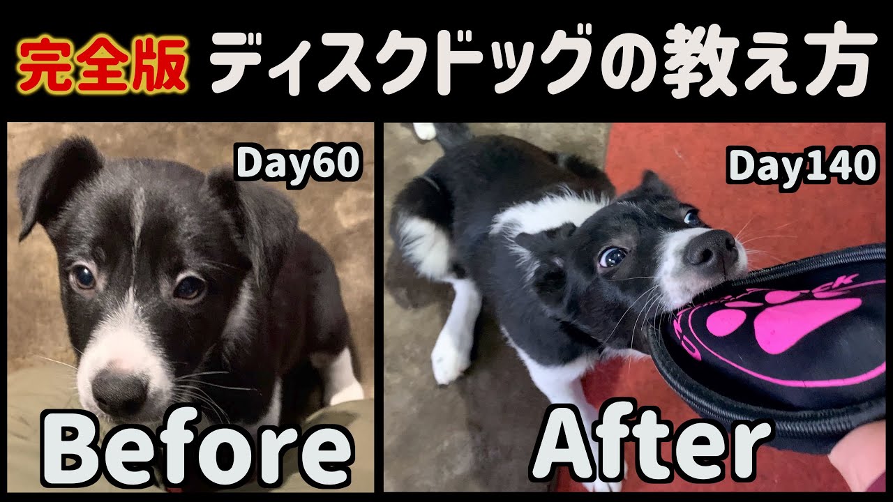 仔犬シリーズ1完全版 仔犬にディスクドッグを教える方法 前半 Youtube