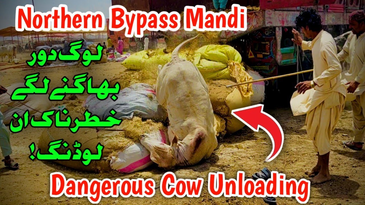 Northern Bypass Mandi Dangerous Cow Unloading 