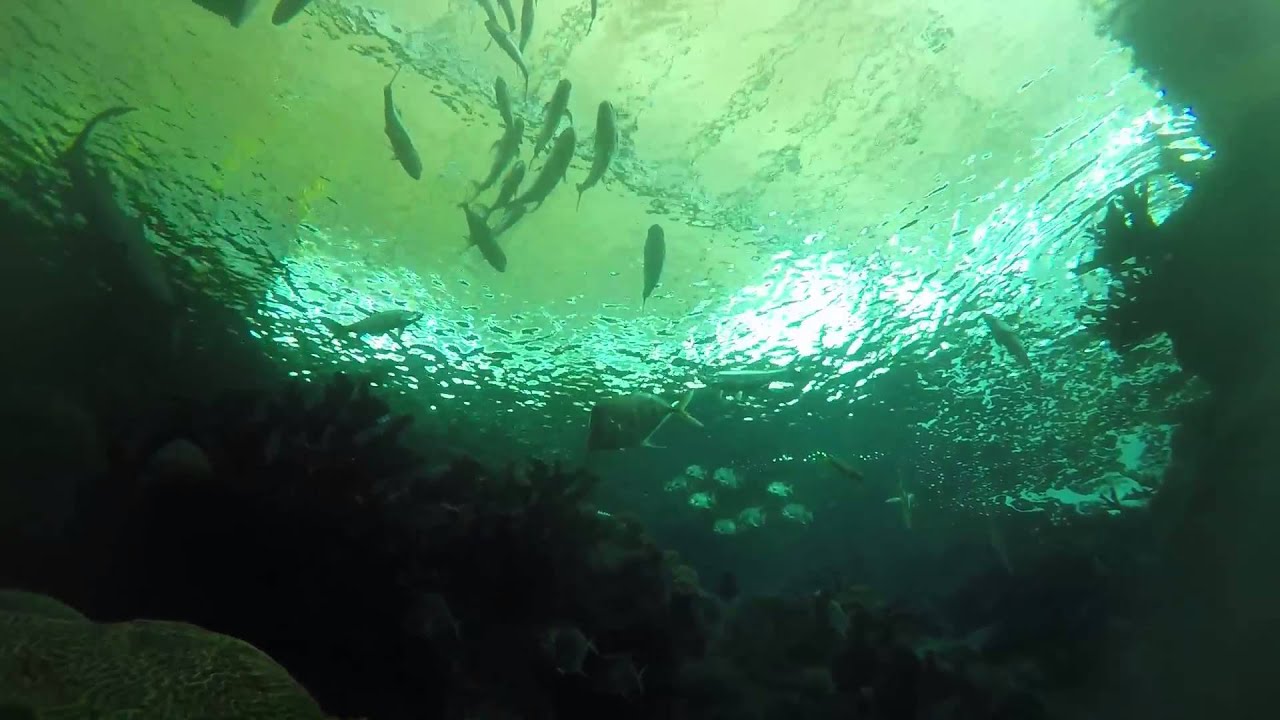camera iphone 8 plus apk Dive With the Sharks The Florida Aquarium