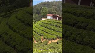Tea Garden Ooty #shorts #viral #song #trending #beautiful
