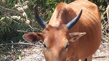 saib maum nyuaj kub kub zoo 22/2/2021