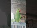 ❤️magic parrot 🦜 #birds #talkingparot #parrot