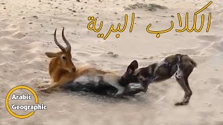 الكلب البري الافريقي أو السِمْع | الحيوانات والحياة البرية