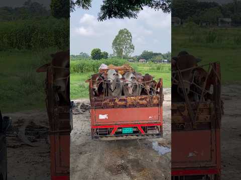 Trucks are bringing the cows and preparing to drop them in the market #bull #viral #shorts #2026