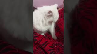 Httpsyoutubetpivbuxhrtysiwgnxrnb vpeb3y8q