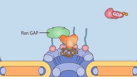 nuclear import and  export