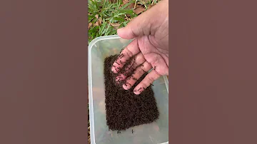 Brave Man Is Stung By Fire Ants Is So Much Hurt Shorts 