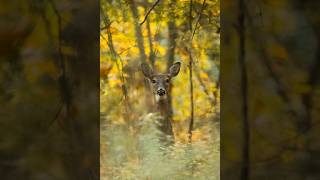 Application window for Maine antlerless deer permits has been extended