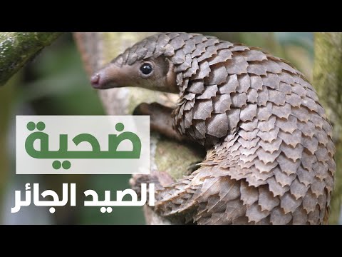 فيديو: البانجولين الطائر - الوصف والأنواع والتاريخ والحقائق المثيرة للاهتمام