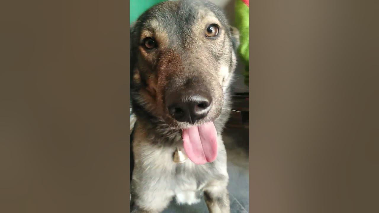 jarman-safed-dog-injoyall-youtube