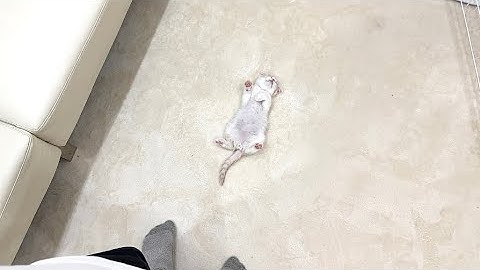 家に来た初日から子猫がまさかのこうなってました…笑