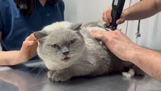 This is how you shave a cat by Vancat Umut 369 views 9 months ago 40 seconds