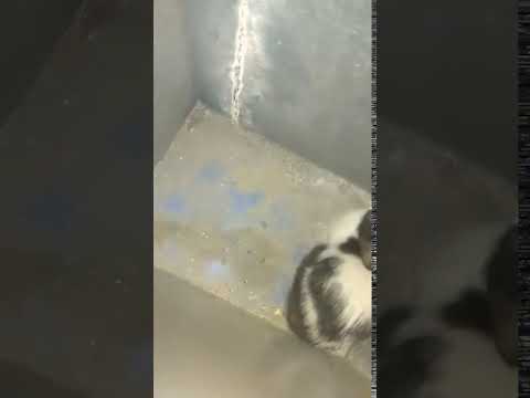 Γατάκι σε γραμματοκιβώτιο στα Τρίκαλα