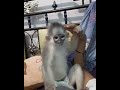 Manja banget miiko