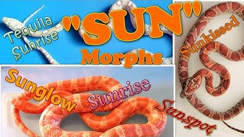 "SUN" Morphs - Which is Which?? Corn Snake Morph Deep Dive #19