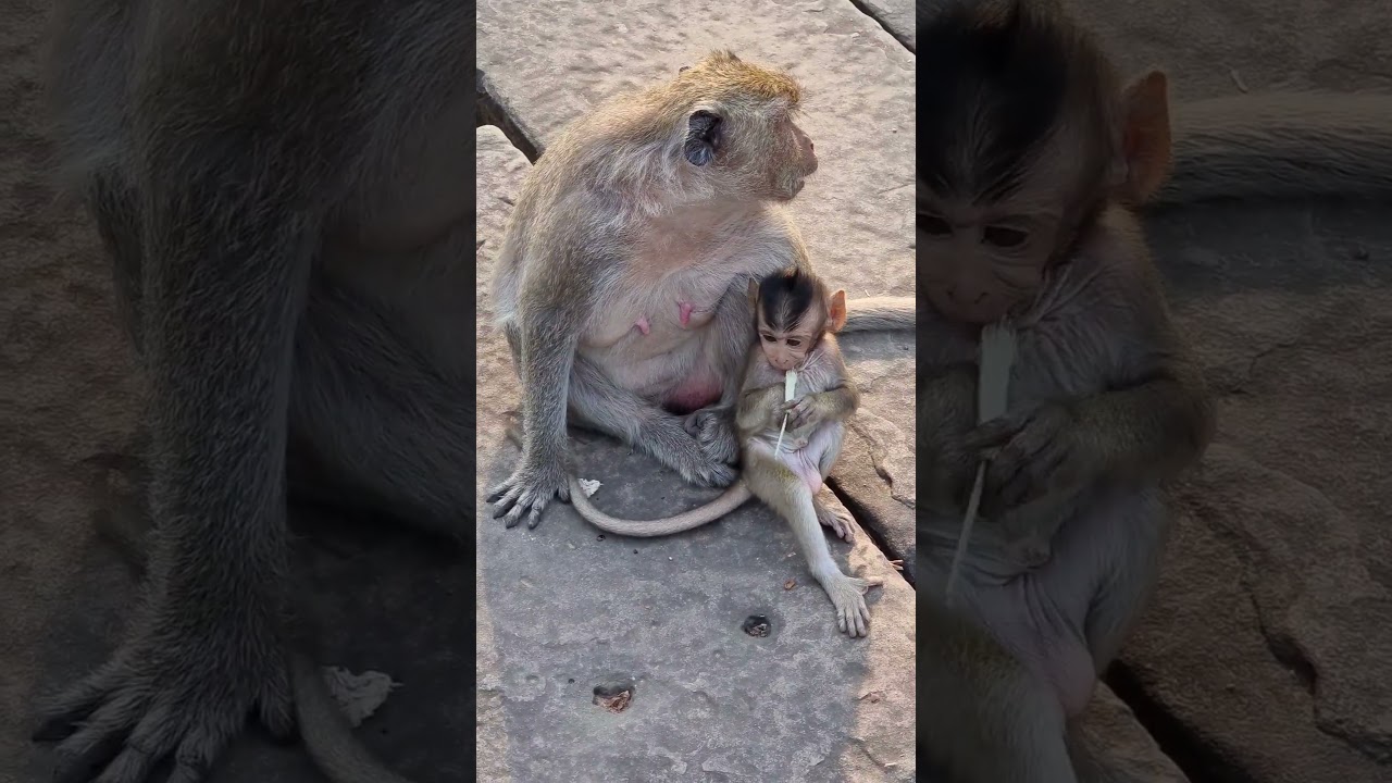 Lovely baby monkey DeeDee. 