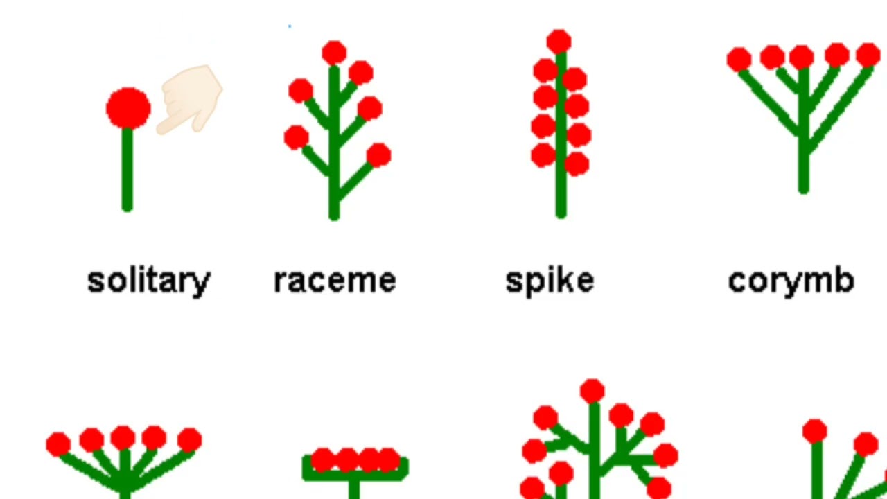 Ranunculaceae family explained 