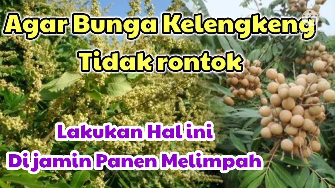 CARA AGAR BUNGA KELENGKENG TIDAK RONTOK - Tanaman Cepat Berbuah