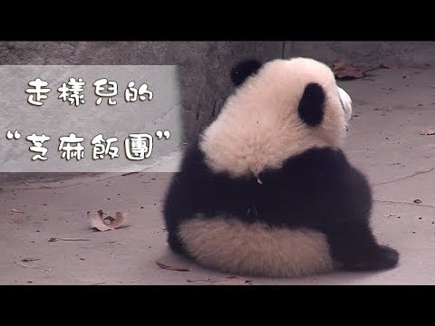 《熊貓早晚安》走樣兒的“芝麻飯團” | iPanda熊貓頻道