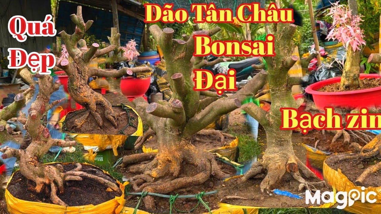 A Lý Zalo 👉 0947678759 Khai Xuân Mai dão Tân Châu bonsai đại v đẹp giá hợp lý tại AG 