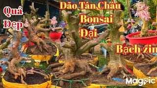 A Lý Zalo 👉 0947678759 Khai Xuân Mai dão Tân Châu bonsai đại v đẹp giá hợp lý tại AG