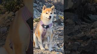 Cranky Crabby And Hungryor Just A Normal Shiba Inu Day  shibainu shibenation