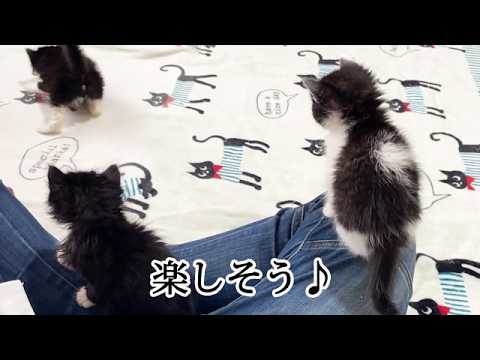 保護1日目】すぐに慣れて楽しそうな子猫たち - YouTube