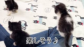 【保護1日目】すぐに慣れて楽しそうな子猫たち