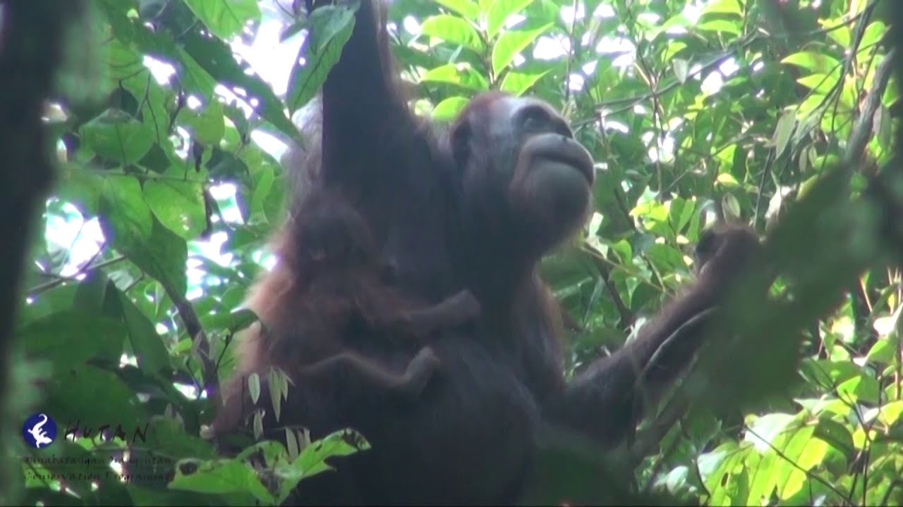 Alkisah kehidupan Orang Utan liar di Kinabatangan (Jenny \u0026 Dani)