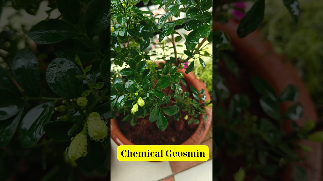 The Science of Petrichor 🌿 | Smell of Rain