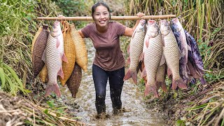 Amazing fish catching skills: Hand-catching 1500kg  giant carp & tilapia in stream for market sale
