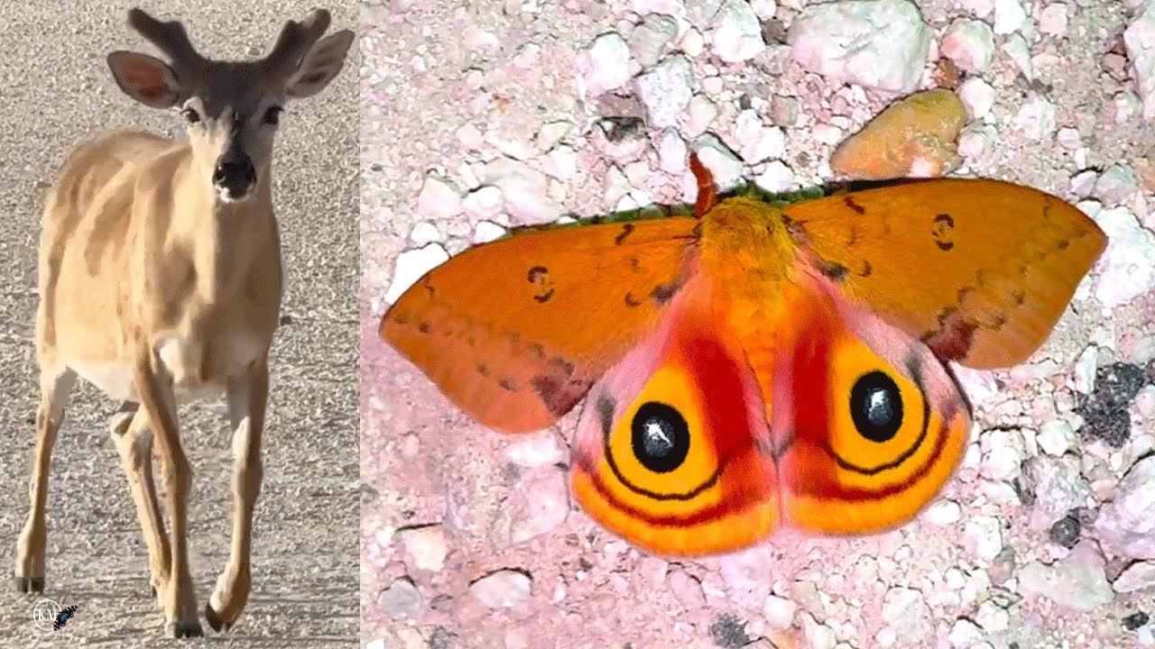 MOTHS AND KEY DEER | COLLECTING IN THE FLORIDA KEYS