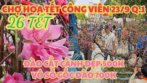CHỢ HOA TẾT CÔNG VIÊN 23/9 Q.1: ĐÀO CHẶT GỐC 500K, TÙNG MUA 1 CÂY RẤT ĐẸP, TÌNH HÌNH MUA BÁN 26 TẾT