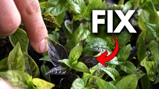 DON‘T PANIC! Why Your seedlings are Turning Purple.  Information
