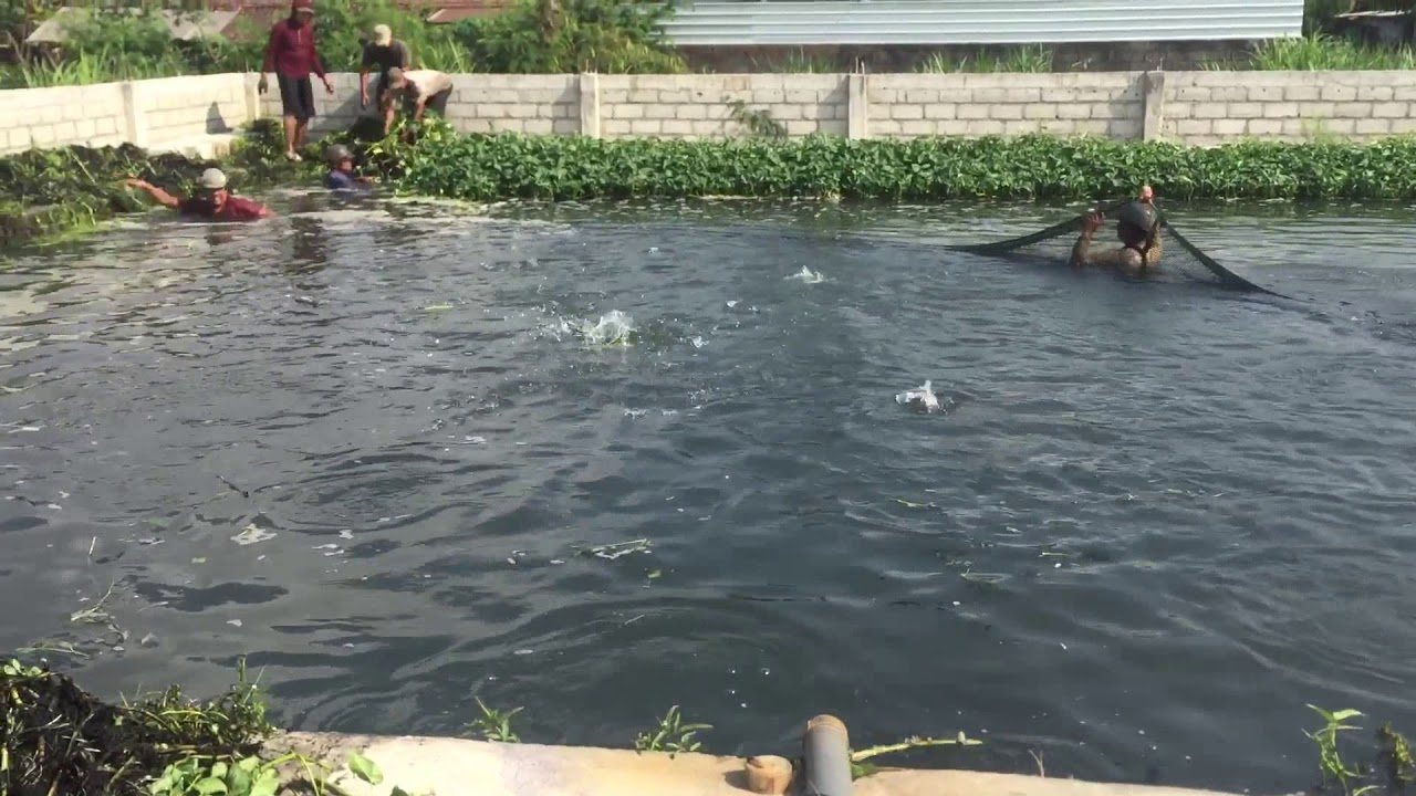 Cara menjaring ikan by udin cs #gurami - YouTube
