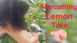 How to marcot lemon tree