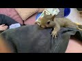 Squirrel pet rescue baby running around the porch