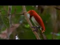 Dancing Birds of Paradise | Wild Indonesia | BBC Earth