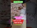 #トイプードル #シニア犬
