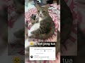 🐱 lu kali yang tua #funny #shorts #2026